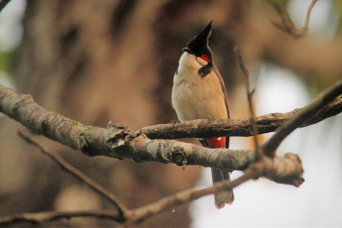 Red-whiskered Bulbul - ML54636371