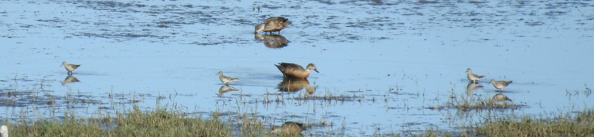 Sharp-tailed Sandpiper - Jamie B