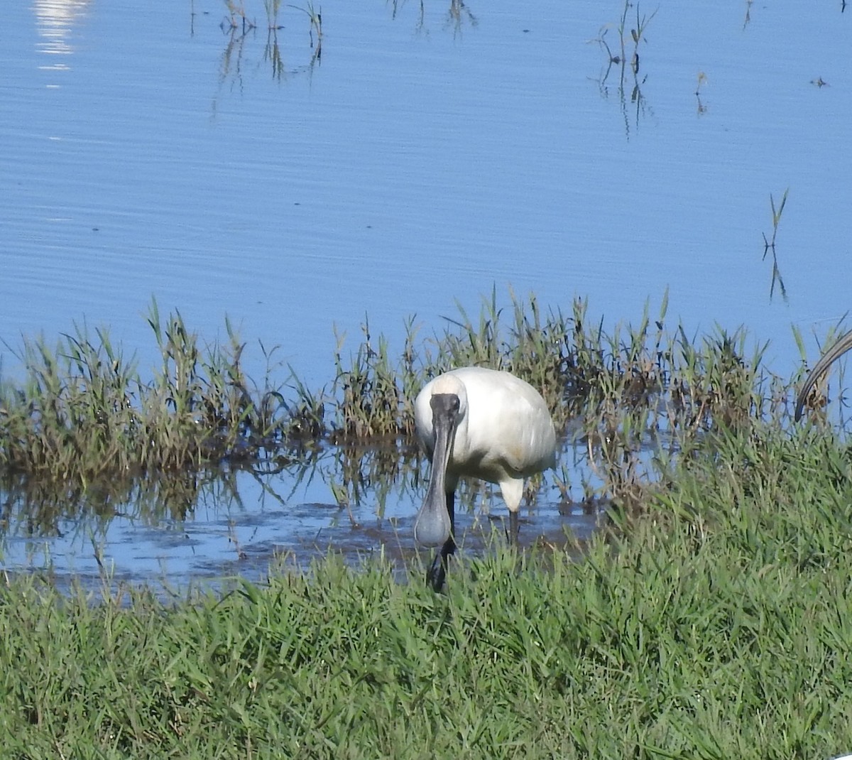 Royal Spoonbill - Jamie B