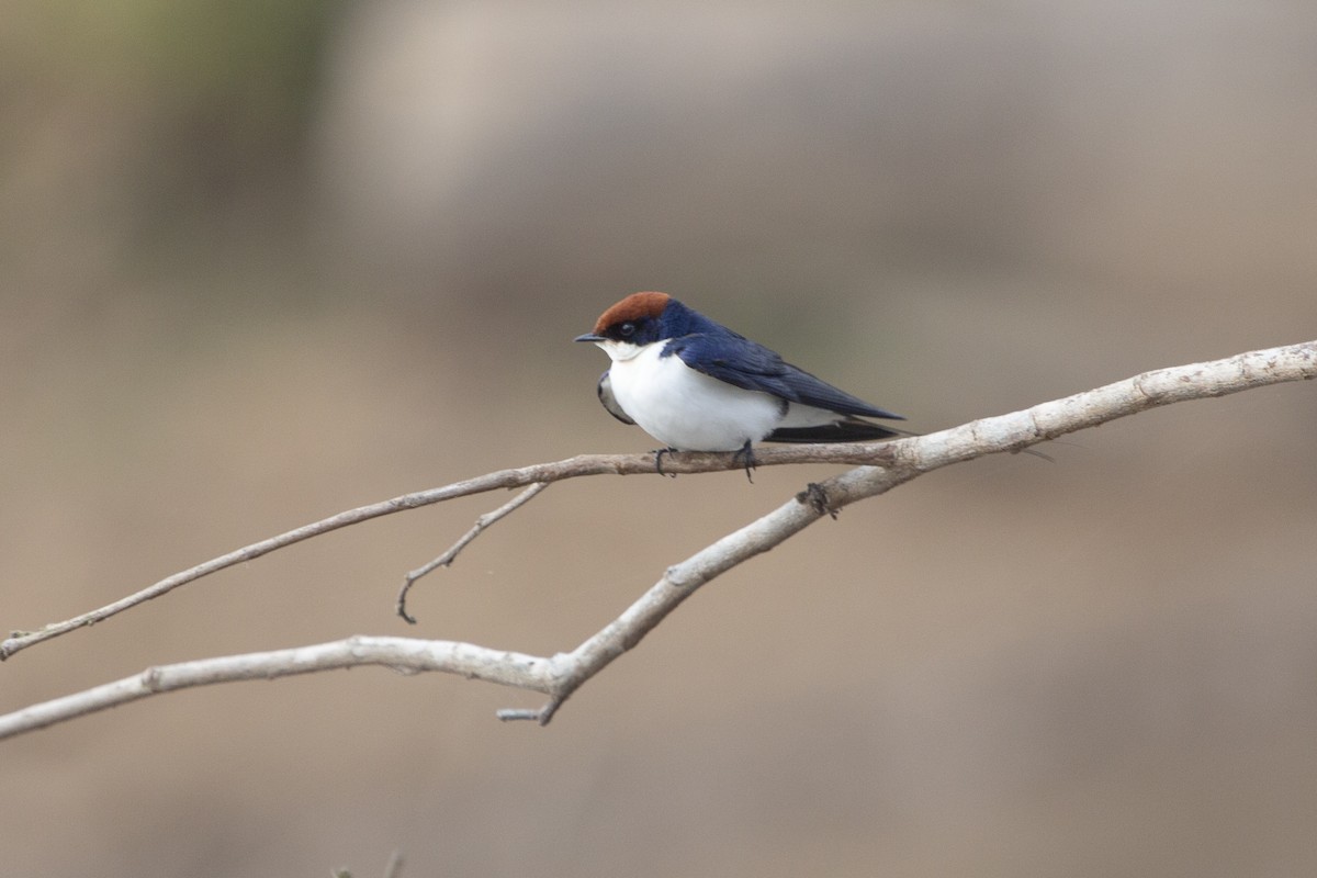 Wire-tailed Swallow - ML546364601