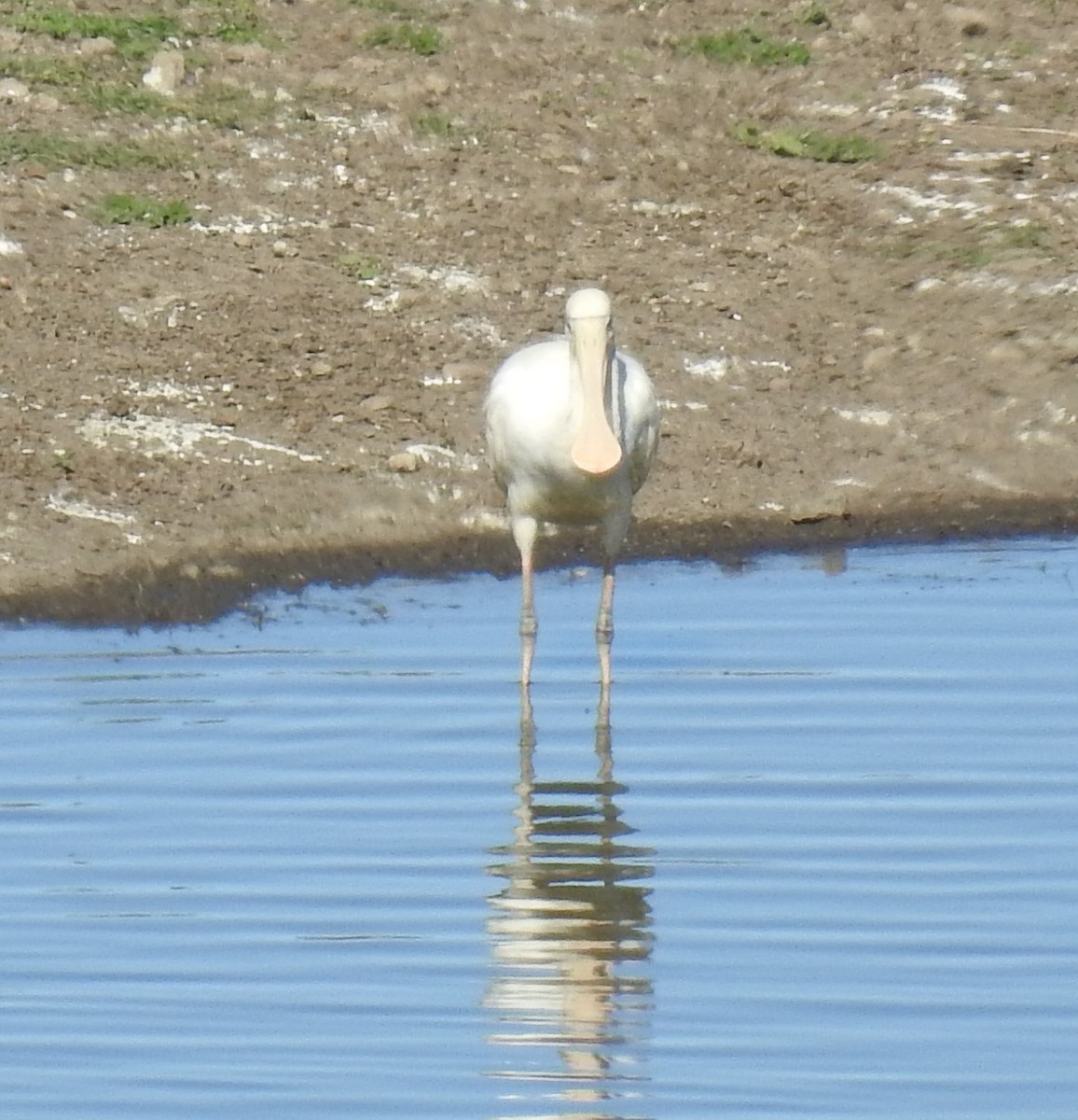 Yellow-billed Spoonbill - Jamie B