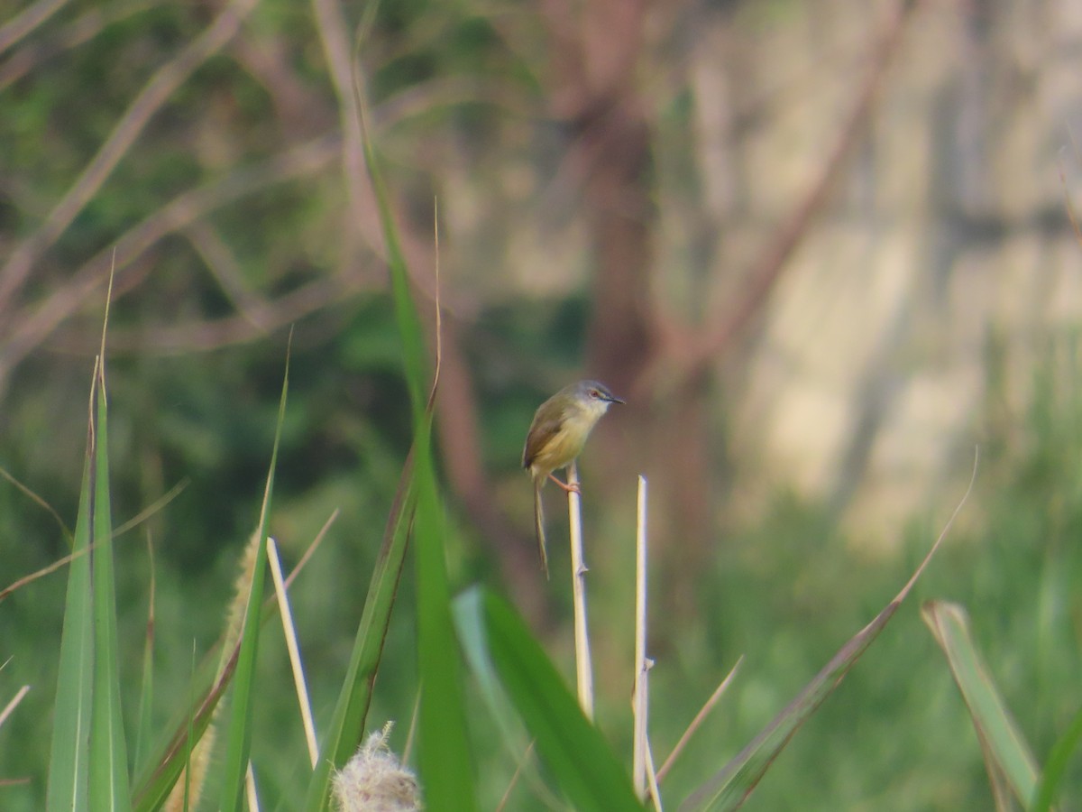 Prinia Ventriamarilla - ML546366761