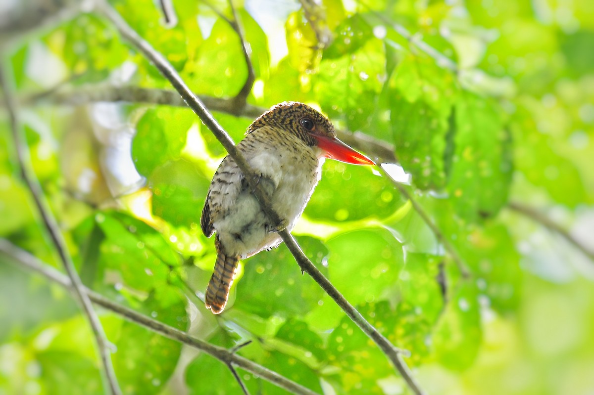 Полосатый зимородок (melanops) - ML546367331