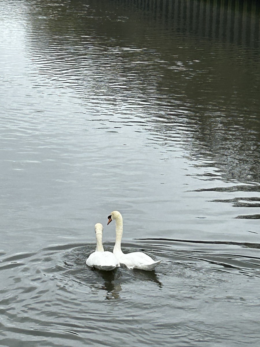 Cygne tuberculé - ML546370001