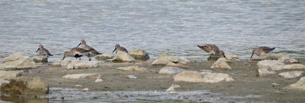 Alpenstrandläufer - ML54637031