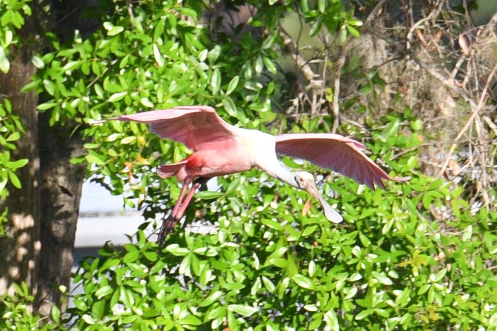 Roseate Spoonbill - ML546371361