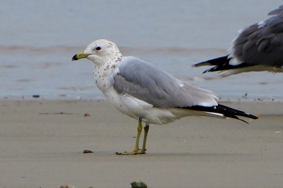 Ring-billed Gull - ML546371991