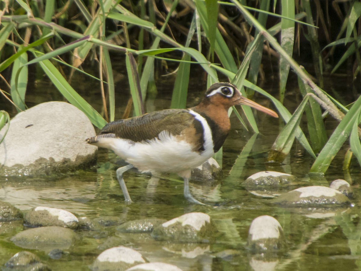 Greater Painted-Snipe - ML546372061