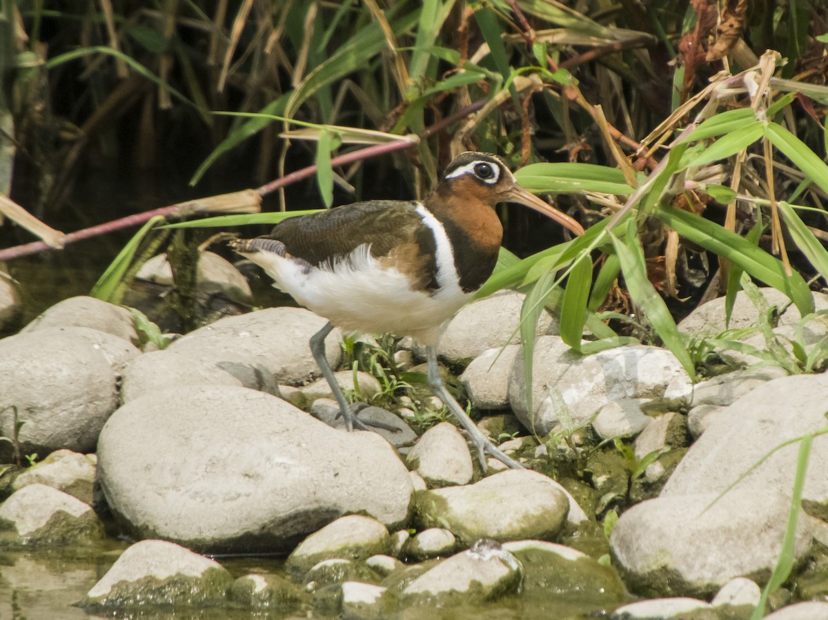 Greater Painted-Snipe - ML546372081