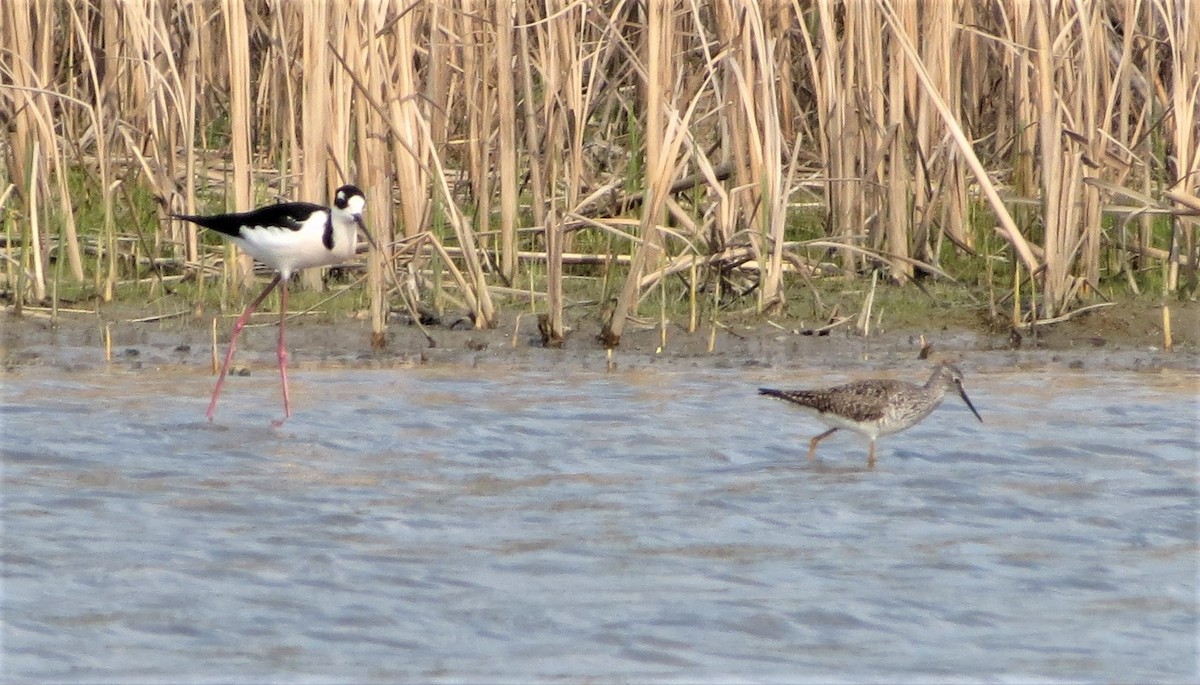 Lesser Yellowlegs - ML54637251