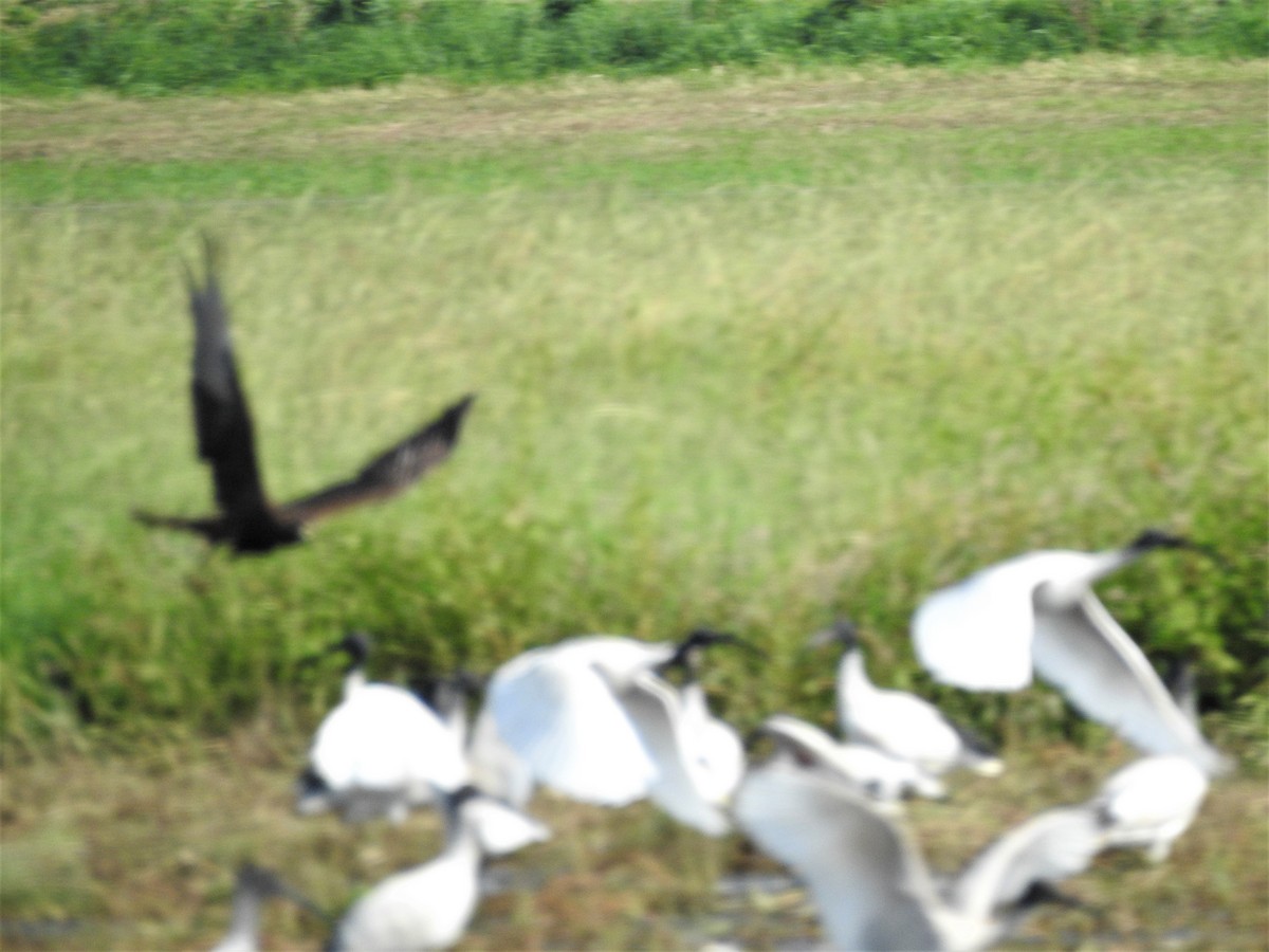 australsivhauk - ML546372841