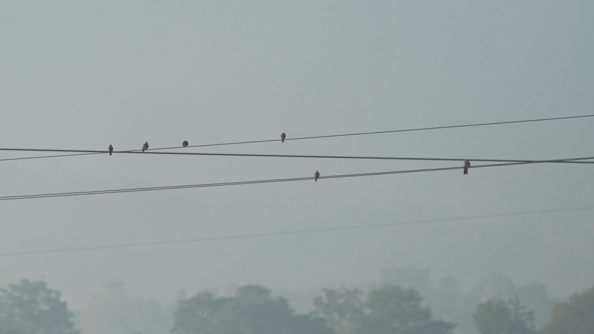 Red Collared-Dove - ML546372961