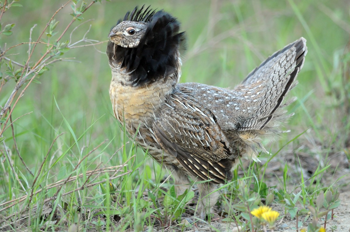 Ruffed Grouse - ML546373121