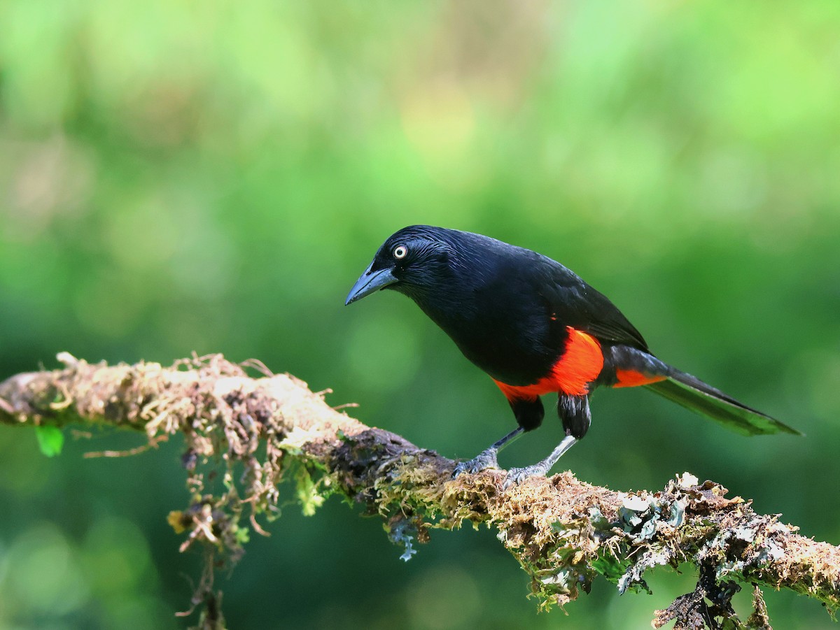 Red-bellied Grackle - ML546373401