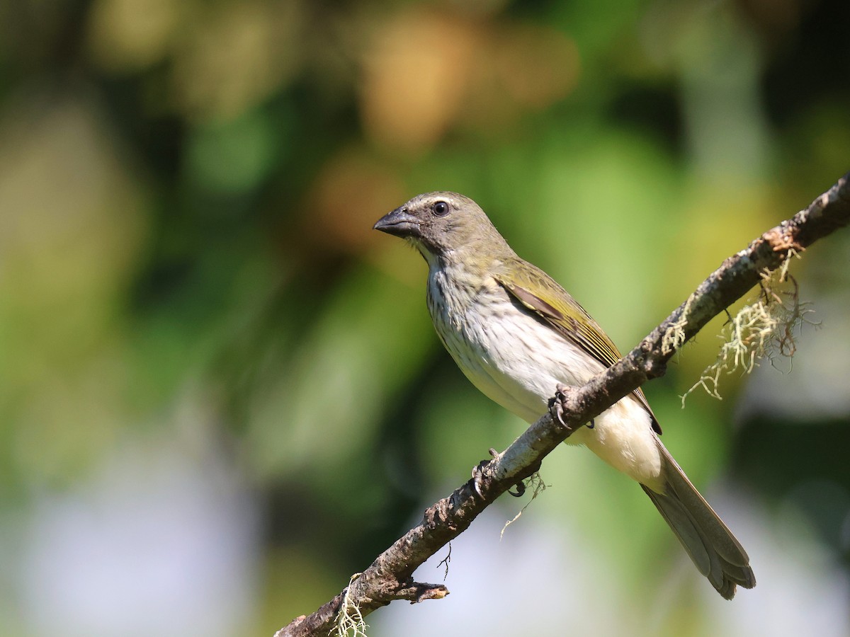 Streaked Saltator - Alejandro Pinto_TanagerPhotoTours