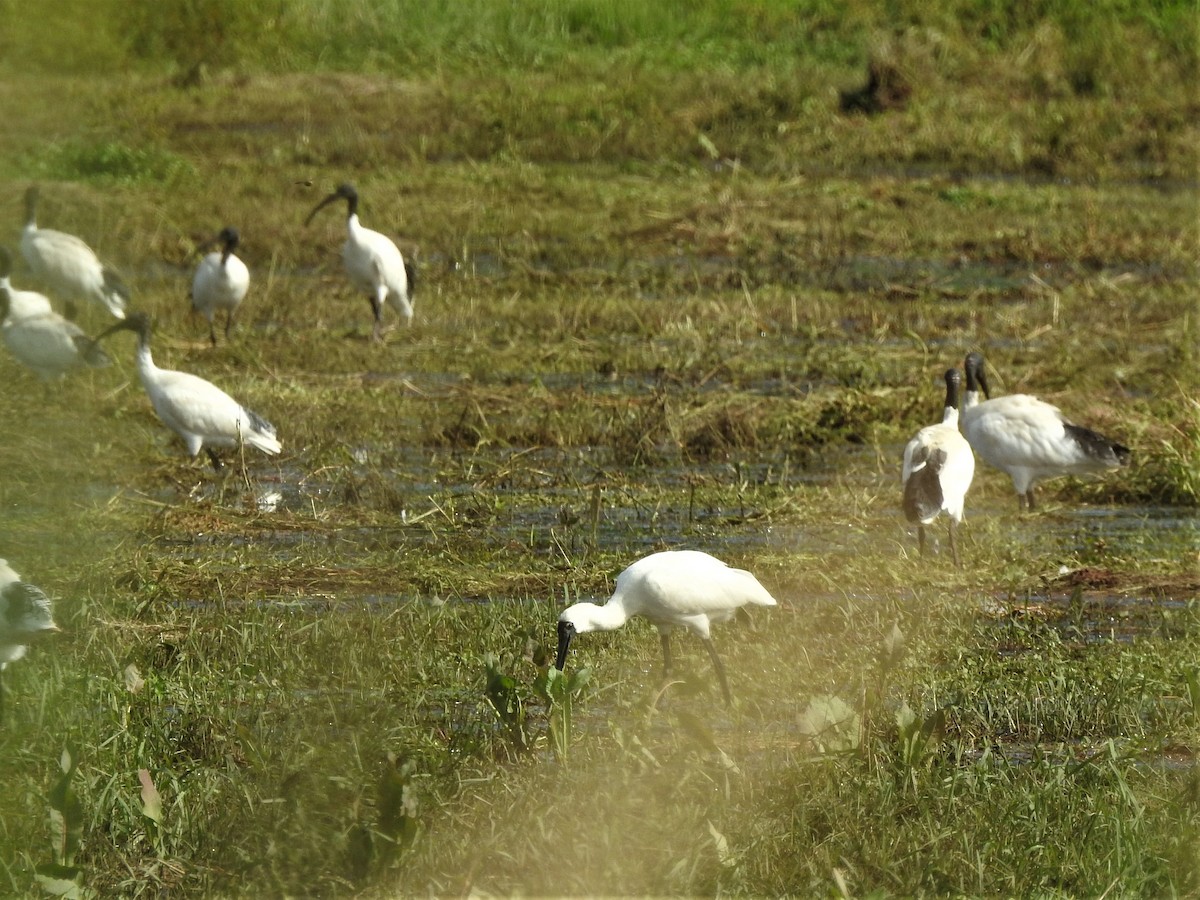 kongeskjestork - ML546373991