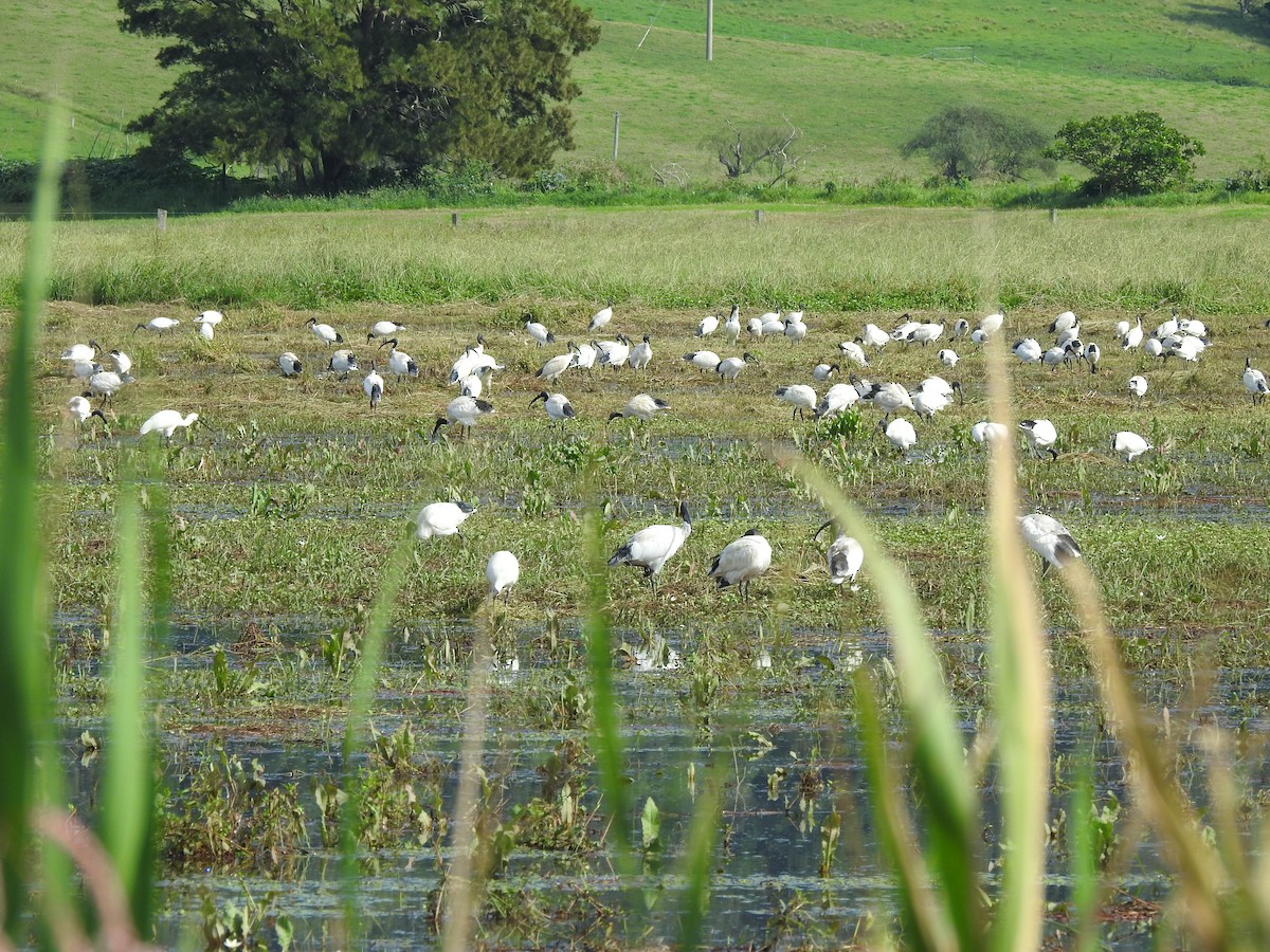 australibis - ML546374001