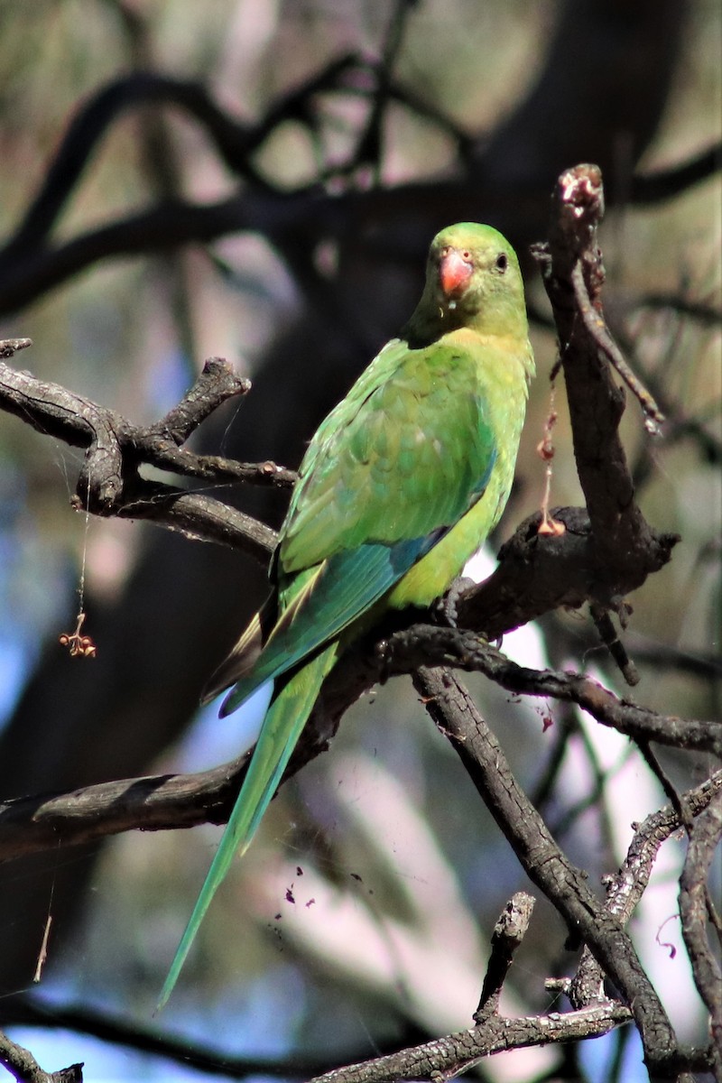 Superb Parrot - ML546374011