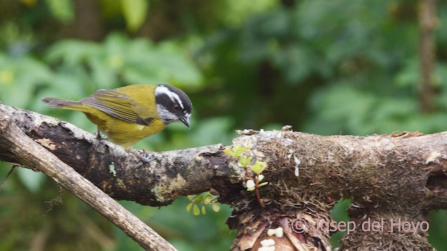 Sooty-capped Chlorospingus - ML546374081