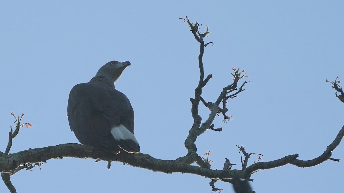 Gray-headed Fish-Eagle - Indira Thirkannad