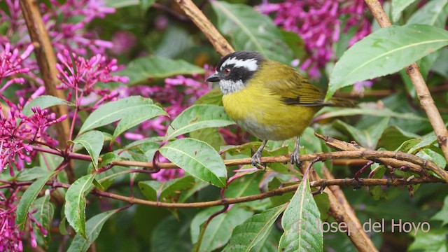 Sooty-capped Chlorospingus - ML546374821