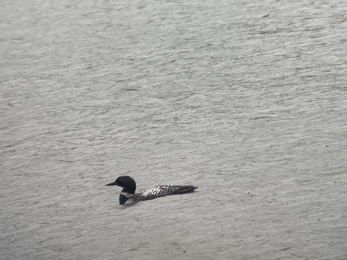 Common Loon - ML546375051