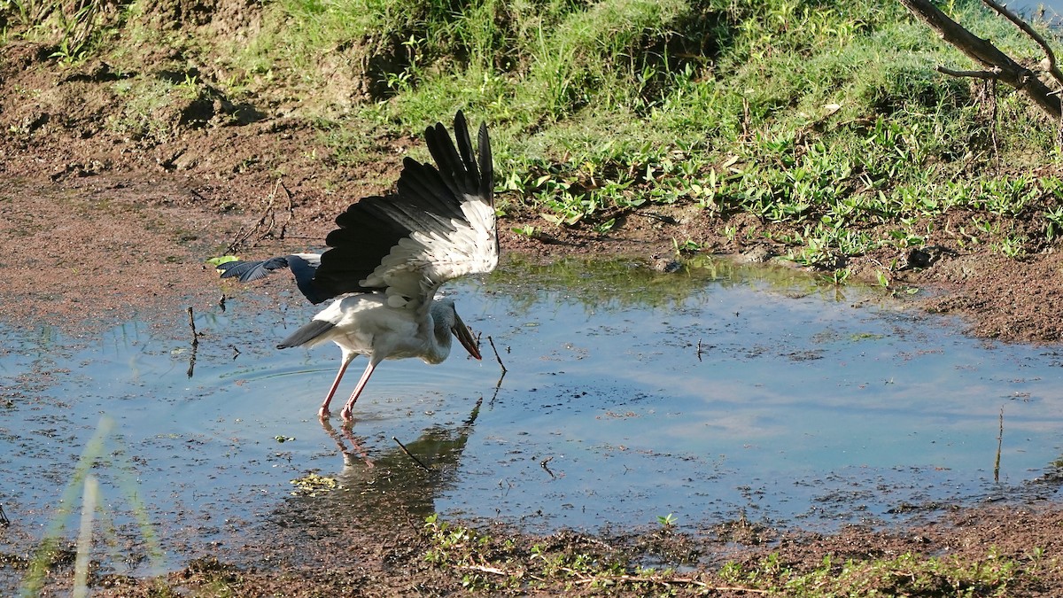 Asian Openbill - Indira Thirkannad