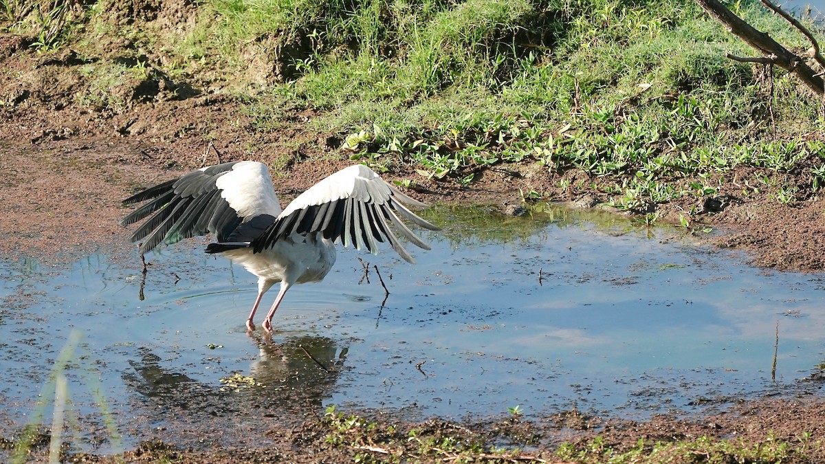 Asian Openbill - Indira Thirkannad