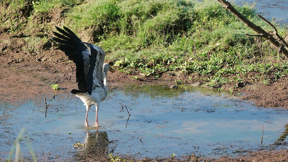 Asian Openbill - Indira Thirkannad