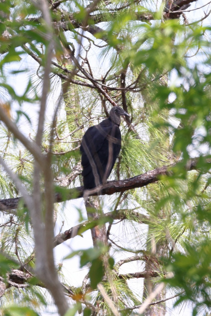 Black Vulture - ML546375311