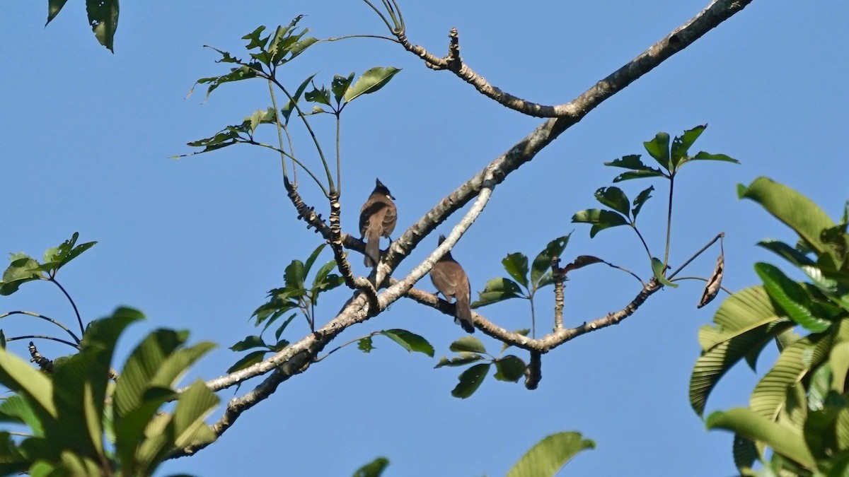 Red-whiskered Bulbul - Indira Thirkannad