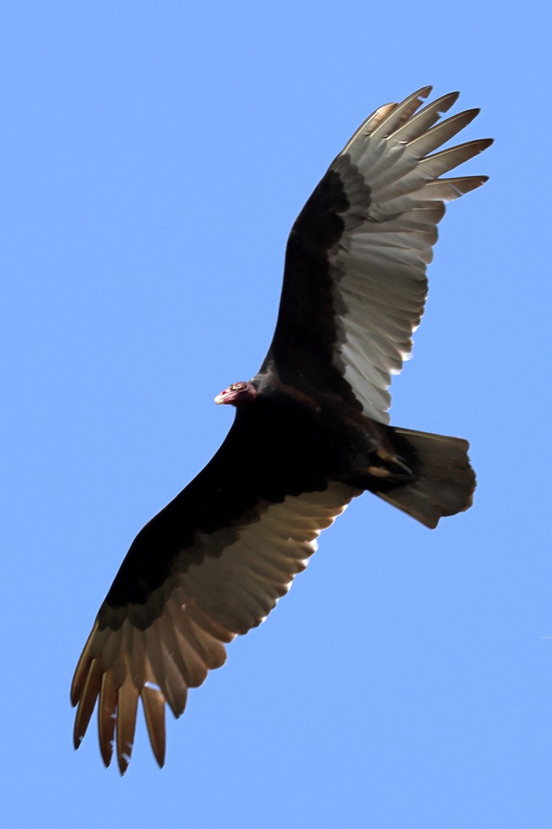 Turkey Vulture - ML546376171