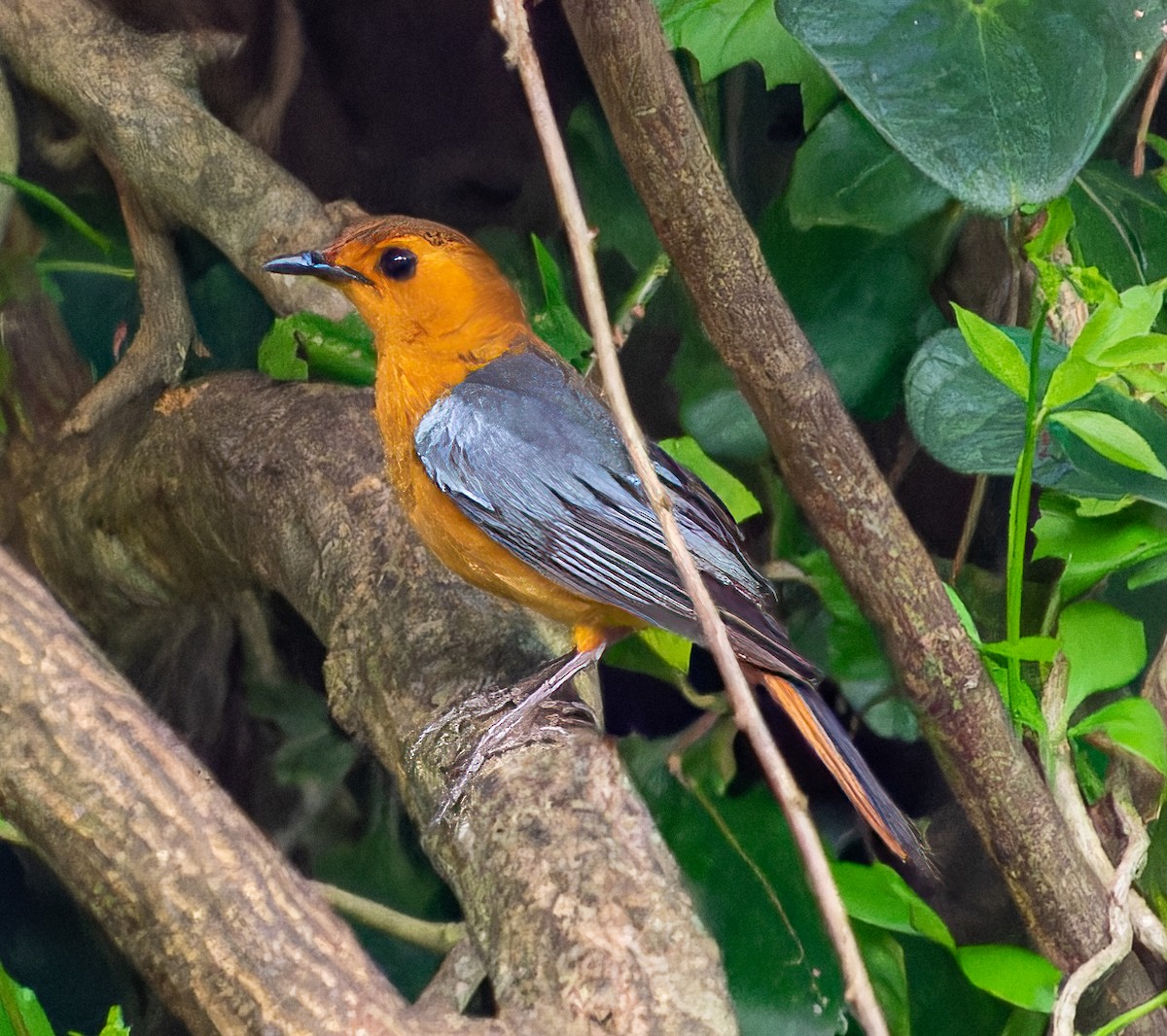 Red-capped Robin-Chat - James Moore (Maryland)