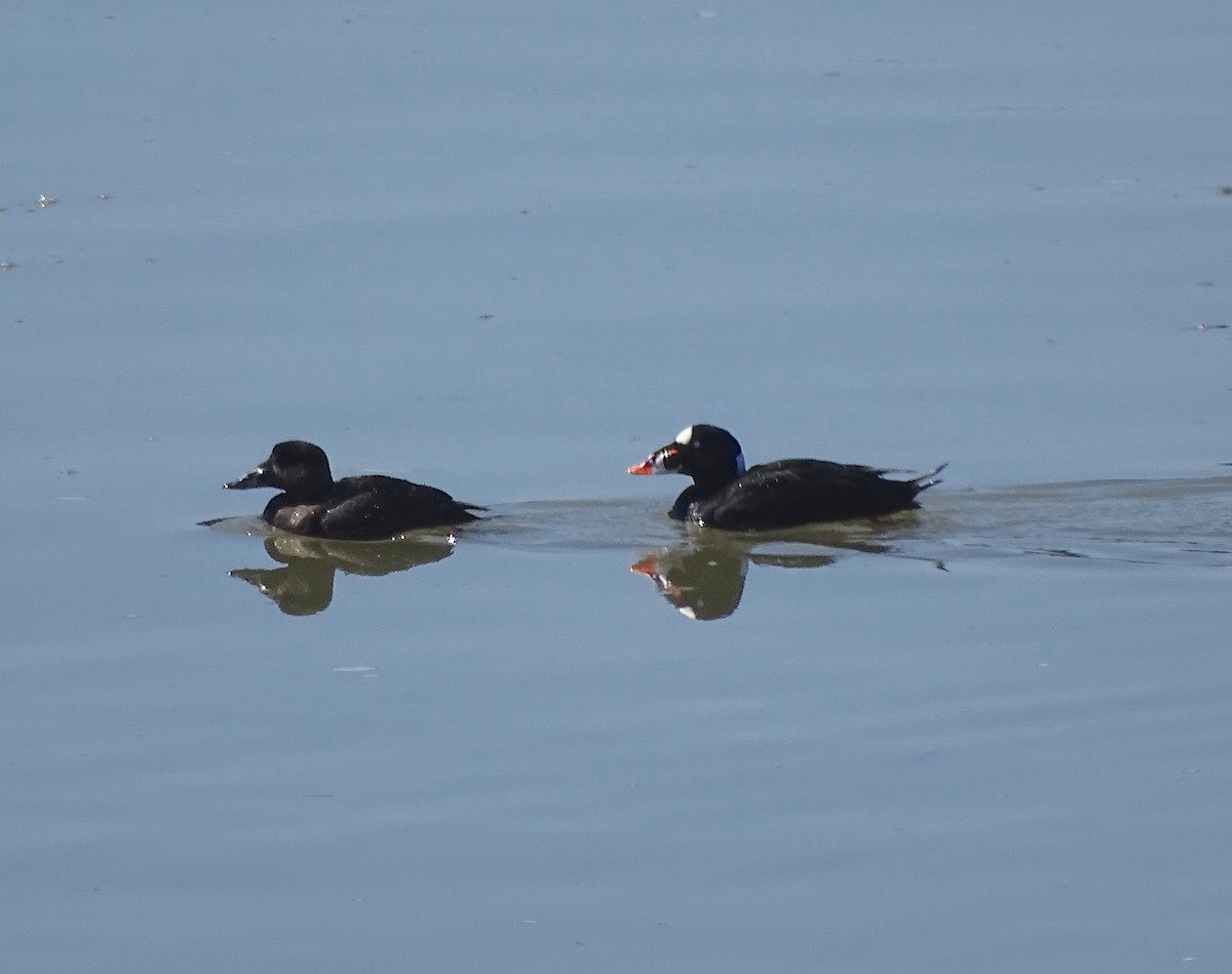 Surf Scoter - ML546377381