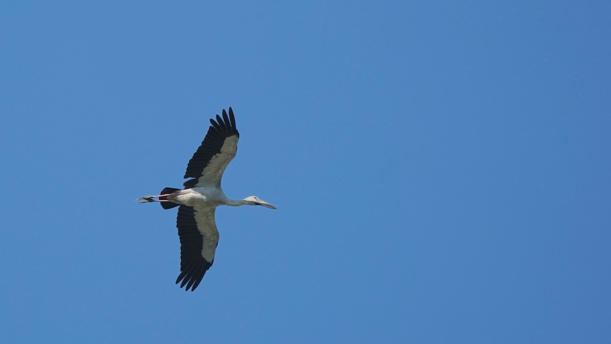 Asian Openbill - Indira Thirkannad