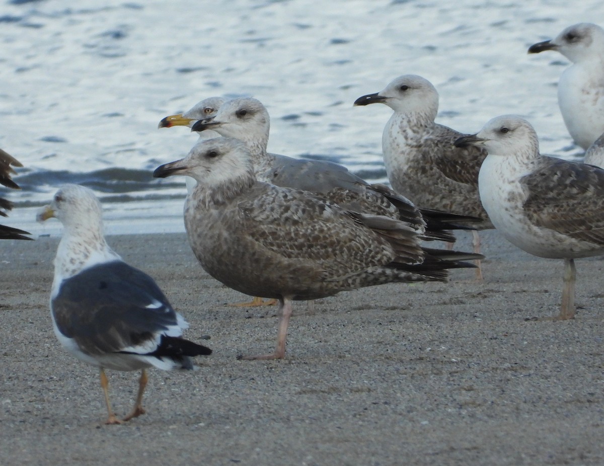 American Herring Gull - Xabi Varela