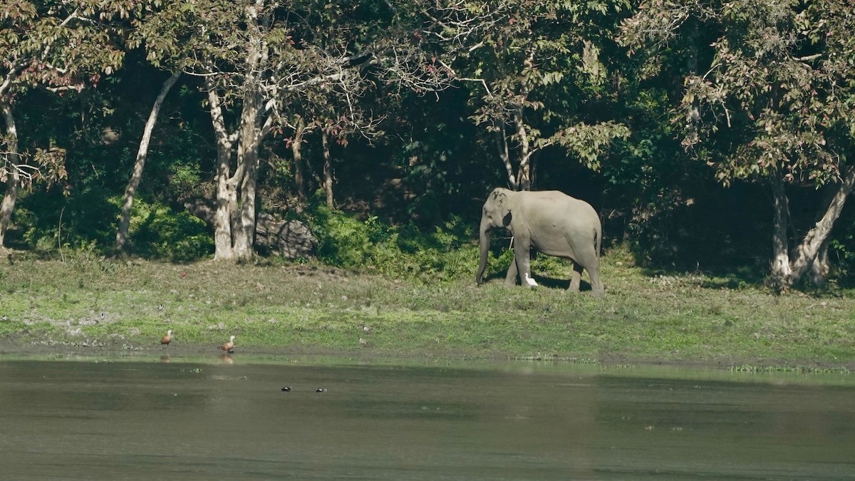 Eastern Cattle Egret - ML546377681