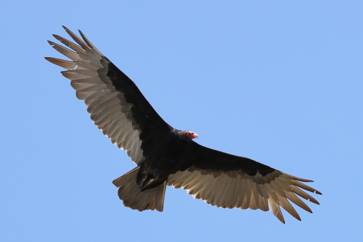Turkey Vulture - ML546377941