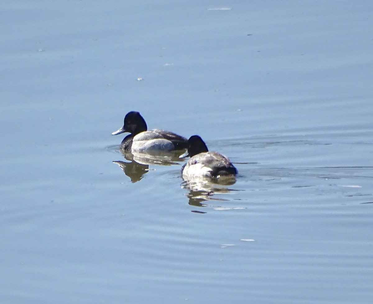 Lesser Scaup - ML546378231