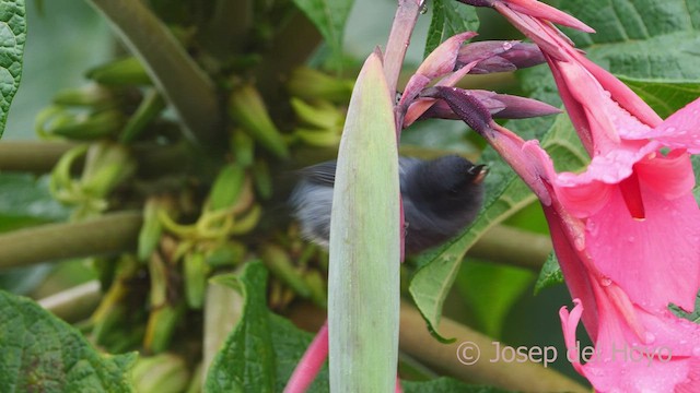 Slaty Flowerpiercer - ML546378611