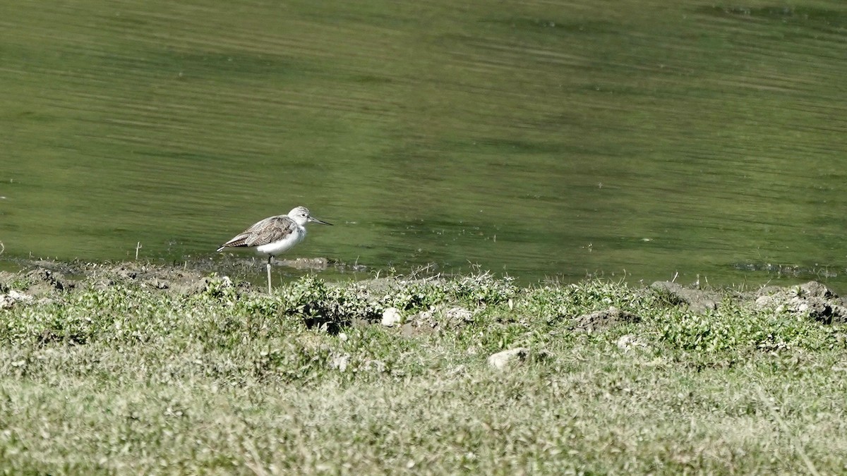 Common Greenshank - ML546378941