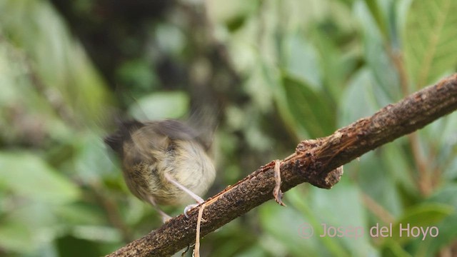 ウスズミハナサシミツドリ - ML546379151