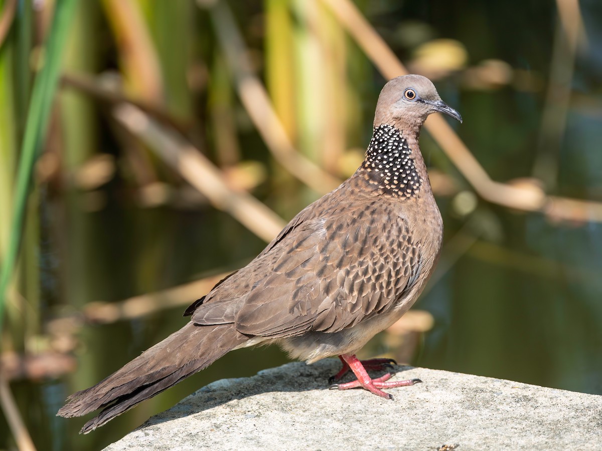 Spotted Dove - Michael Sanders