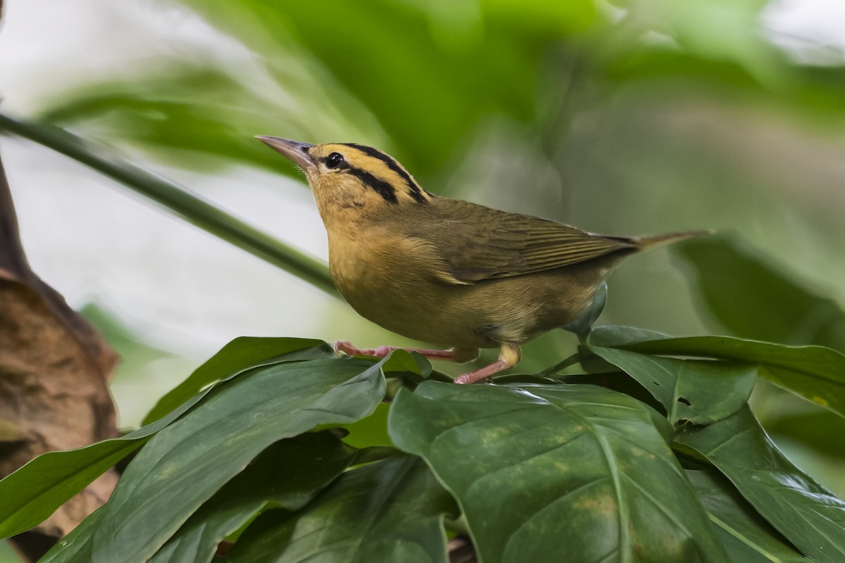 Worm-eating Warbler - ML546379431