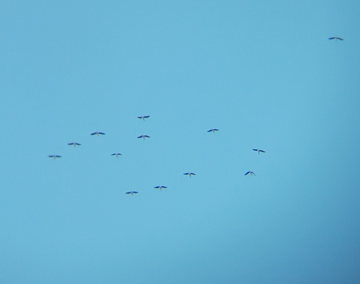 Cigogne noire - ML546380061