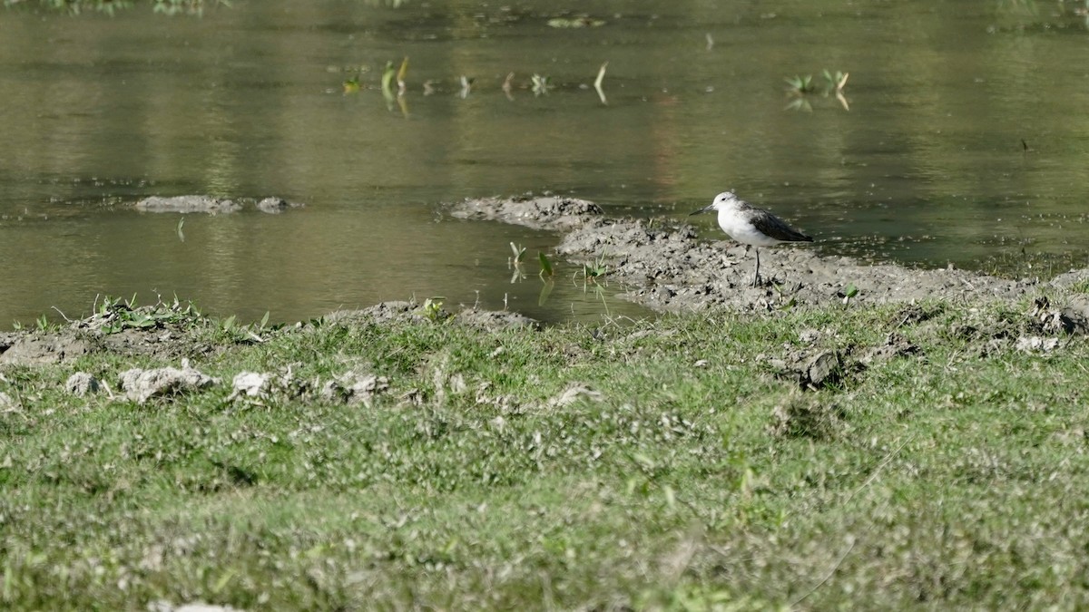 Common Greenshank - ML546380321