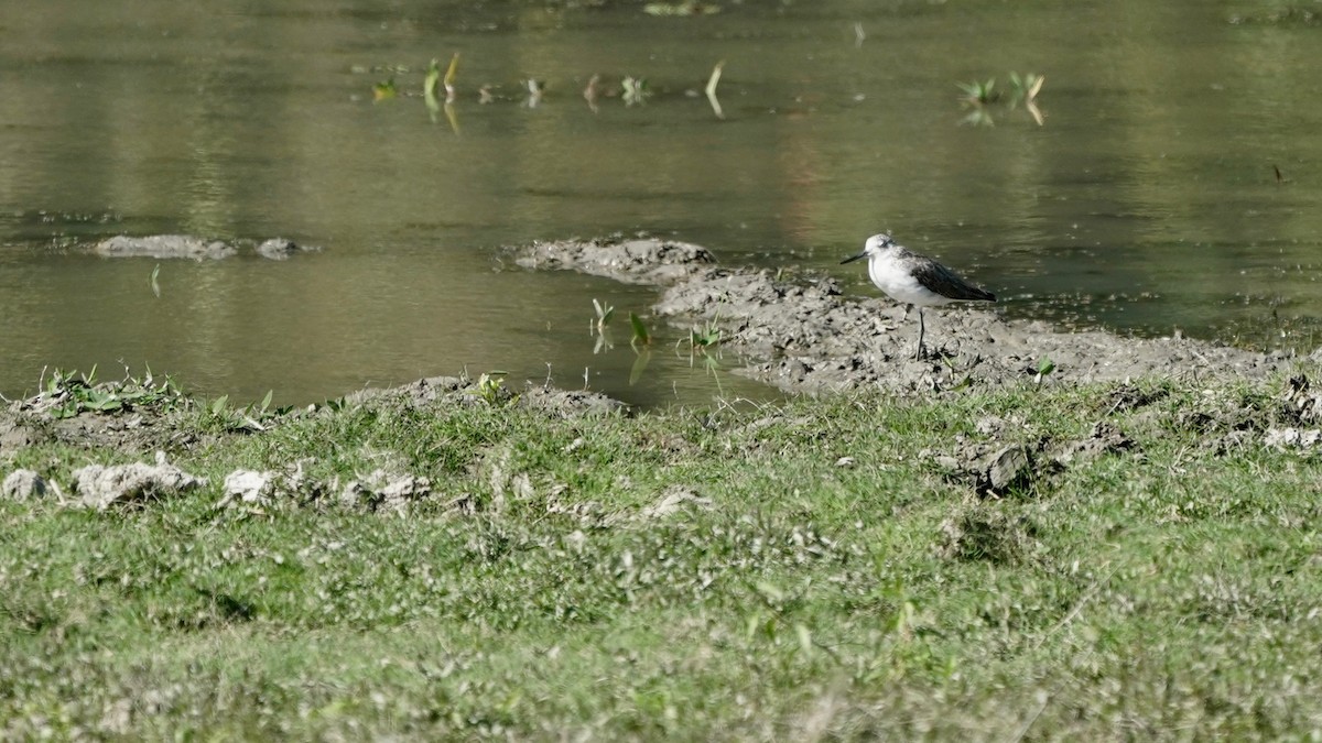 Common Greenshank - Indira Thirkannad