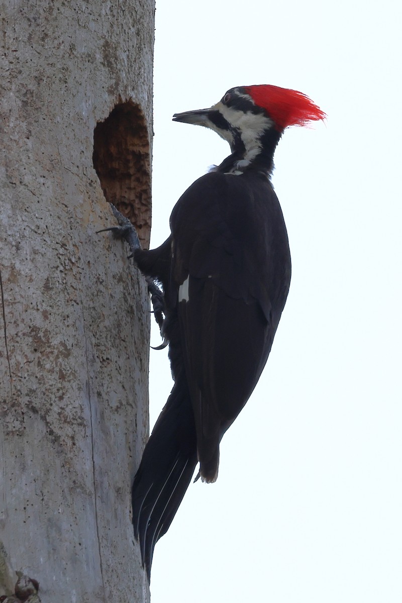 Pileated Woodpecker - ML546380711