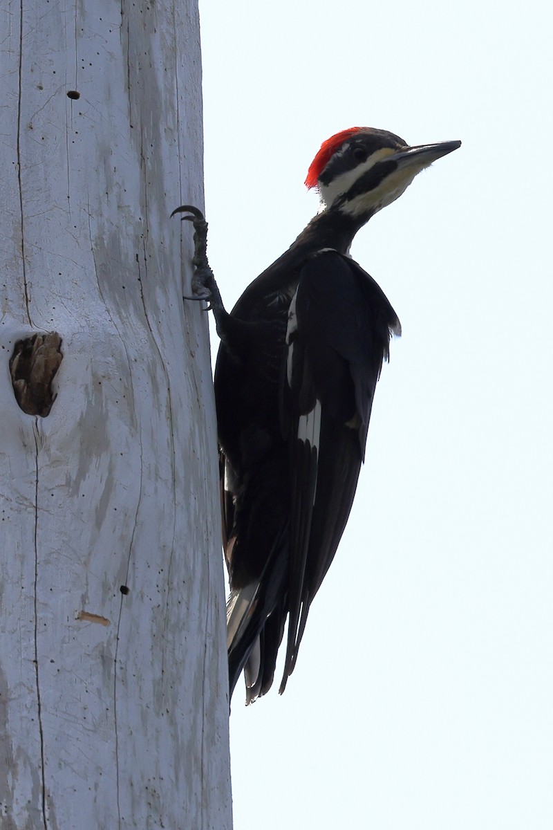 Pileated Woodpecker - ML546380721