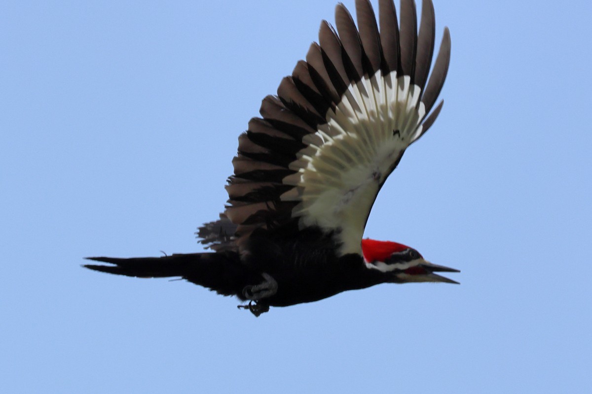 Pileated Woodpecker - ML546380741